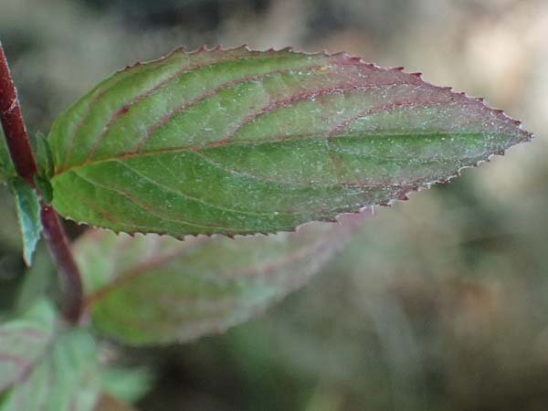 Epilobium ciliatum subsp. ciliatum \ Bewimpertes Weidenr�schen / Fringed Willowherb, D Odenwald, Hammelbach 26.7.2026