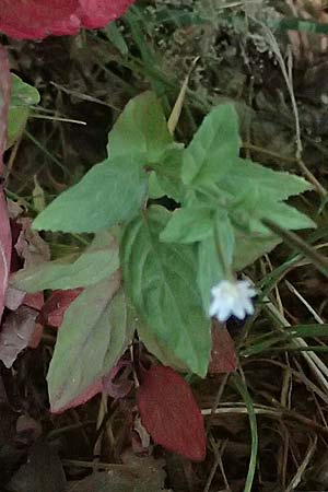 Epilobium ciliatum subsp. ciliatum \ Bewimpertes Weidenr�schen / Fringed Willowherb, D Odenwald, Hammelbach 26.7.2026