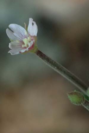 Epilobium ciliatum subsp. ciliatum \ Bewimpertes Weidenr�schen / Fringed Willowherb, D Odenwald, Hammelbach 26.7.2026