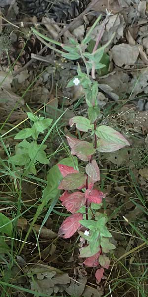 Epilobium ciliatum subsp. ciliatum \ Bewimpertes Weidenr�schen / Fringed Willowherb, D Odenwald, Hammelbach 26.7.2026