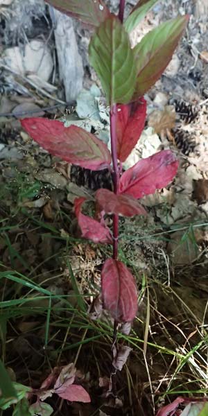 Epilobium ciliatum subsp. ciliatum \ Bewimpertes Weidenr�schen / Fringed Willowherb, D Odenwald, Hammelbach 26.7.2026
