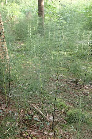 Equisetum telmateia \ Riesen-Schachtelhalm / Great Horsetail, D Allensbach 3.9.2016