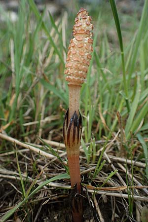 Equisetum arvense \ Acker-Schachtelhalm, Zinnkraut / Field Horsetail, D Hirschberg 15.4.2021