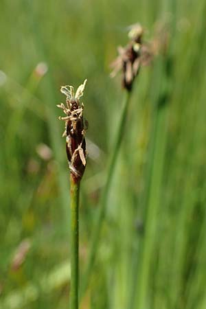 Eleocharis uniglumis \ Einspelzige Sumpfbinse / Spike Rush, D Offenburg 1.6.2021