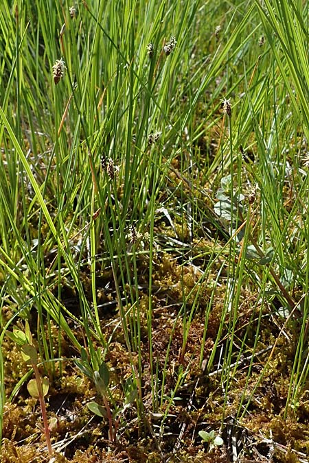 Eleocharis uniglumis \ Einspelzige Sumpfbinse / Spike Rush, D Offenburg 1.6.2021