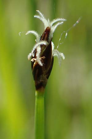 Eleocharis uniglumis \ Einspelzige Sumpfbinse / Spike Rush, D Offenburg 1.6.2021