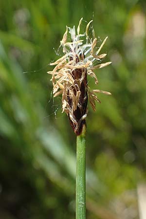 Eleocharis uniglumis \ Einspelzige Sumpfbinse / Spike Rush, D Kaiserstuhl,  Burkheim 1.6.2021