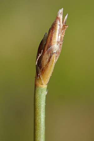 Eleocharis uniglumis \ Einspelzige Sumpfbinse / Spike Rush, D Elmpt 6.9.2021