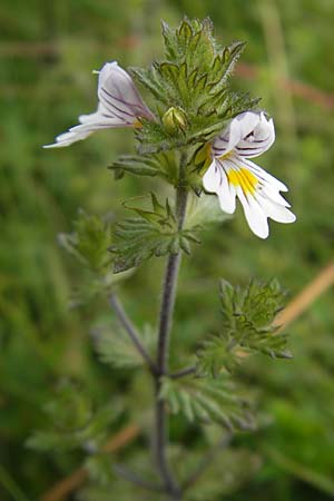 Euphrasia rostkoviana \ Gewhnlicher Augentrost / Common Eyebright, D Taunus, Großer Feldberg 11.7.2009