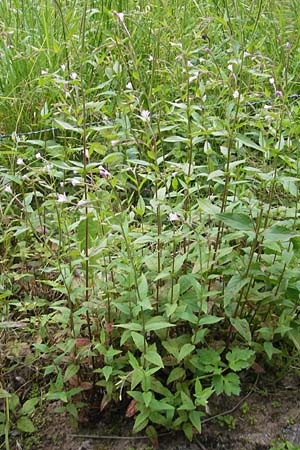 Epilobium roseum \ Rosenrotes Weidenrschen / Pale Willowherb, D Odenwald, Hammelbach 21.6.2010