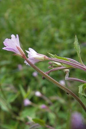 Epilobium roseum \ Rosenrotes Weidenrschen / Pale Willowherb, D Odenwald, Hammelbach 21.6.2010
