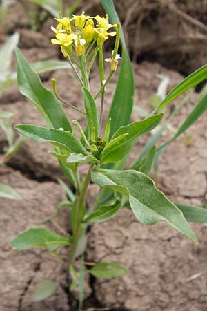Erysimum cheiranthoides \ Acker-Schterich, Acker-Schotendotter / Treacle Mustard, D Dieburg 22.5.2015