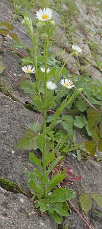 Erigeron strigosus \ Ausdauerndes Berufkraut / Common Eastern Fleabane, Prairie Fleabane, D Mannheim 23.9.2015