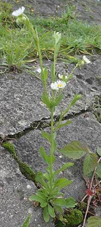 Erigeron strigosus \ Ausdauerndes Berufkraut / Common Eastern Fleabane, Prairie Fleabane, D Mannheim 23.9.2015