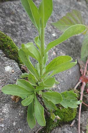 Erigeron strigosus \ Ausdauerndes Berufkraut / Common Eastern Fleabane, Prairie Fleabane, D Mannheim 23.9.2015