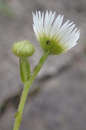 Erigeron strigosus \ Ausdauerndes Berufkraut / Common Eastern Fleabane, Prairie Fleabane, D Mannheim 23.9.2015