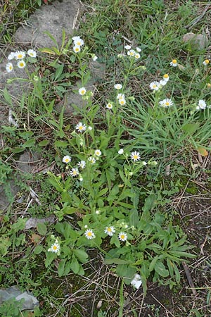 Erigeron strigosus \ Ausdauerndes Berufkraut / Common Eastern Fleabane, Prairie Fleabane, D Mannheim 23.9.2015