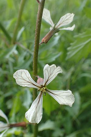 Eruca vesicaria \ Senf-Rauke / Garden Rocket, D Erlenbach am Main 28.4.2016