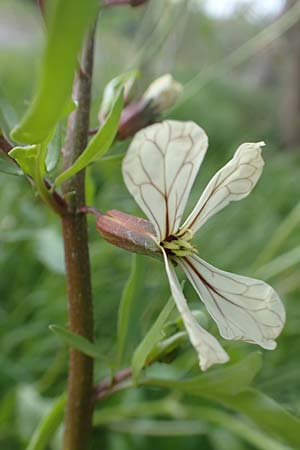 Eruca vesicaria \ Senf-Rauke / Garden Rocket, D Erlenbach am Main 28.4.2016