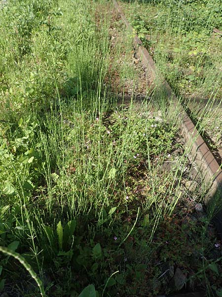 Equisetum ramosissimum \ stiger Schachtelhalm / Branched Horsetail, D Mannheim 22.6.2016