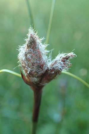 Eriophorum angustifolium \ Schmalblttriges Wollgras / Common Cotton Grass, D Schwarzwald/Black-Forest, Feldberg 10.7.2016