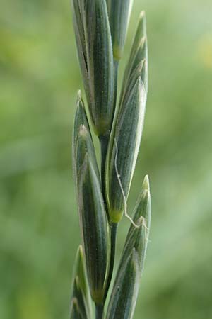 Elymus hispidus \ Graugrne Quecke / Intermediate Wheatgrass, D Philippsburg 6.6.2019