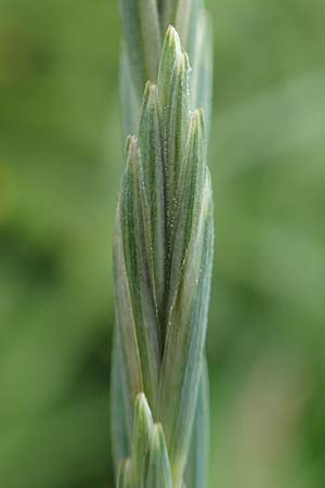 Elymus hispidus \ Graugrne Quecke / Intermediate Wheatgrass, D Philippsburg 6.6.2019