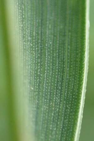 Elymus hispidus \ Graugrne Quecke / Intermediate Wheatgrass, D Philippsburg 6.6.2019