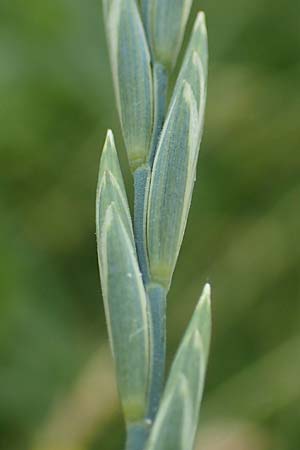 Elymus hispidus \ Graugrne Quecke / Intermediate Wheatgrass, D Philippsburg 6.6.2019