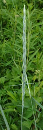 Elymus hispidus \ Graugrne Quecke / Intermediate Wheatgrass, D Philippsburg 6.6.2019