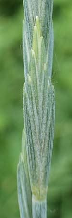 Elymus hispidus \ Graugrne Quecke / Intermediate Wheatgrass, D Philippsburg 6.6.2019