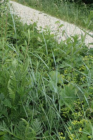 Elymus hispidus \ Graugrne Quecke / Intermediate Wheatgrass, D Philippsburg 6.6.2019