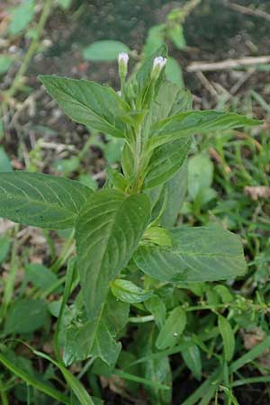 Epilobium roseum \ Rosenrotes Weidenrschen / Pale Willowherb, D Mannheim 15.9.2019
