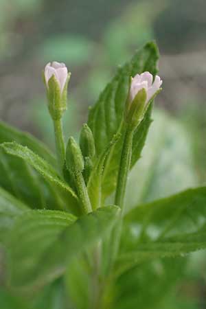 Epilobium roseum \ Rosenrotes Weidenrschen / Pale Willowherb, D Mannheim 15.9.2019