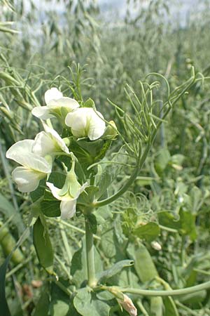 Lathyrus oleraceus var. oleraceus \ Garten-Erbse, D Gladenbach 22.6.2020