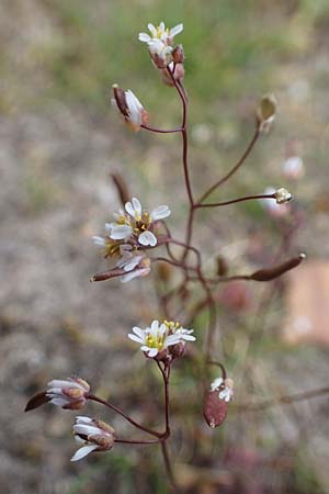 Draba verna agg. \ Frhlings-Hungerblmchen / Common Whitlowgrass, D Viernheim 9.4.2021