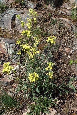 Erysimum crepidifolium \ Bleicher Schterich, Gnsesterbe / Hedge Mustard, D Bad Kreuznach, Ruine Rheingrafenstein 20.4.2021