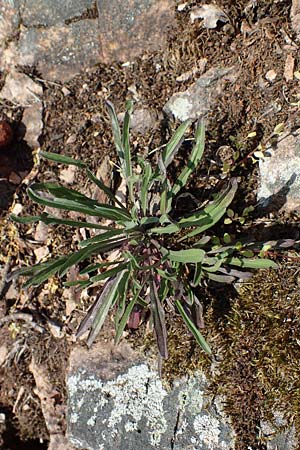Erysimum crepidifolium \ Bleicher Schterich, Gnsesterbe / Hedge Mustard, D Bad Kreuznach, Ruine Rheingrafenstein 20.4.2021