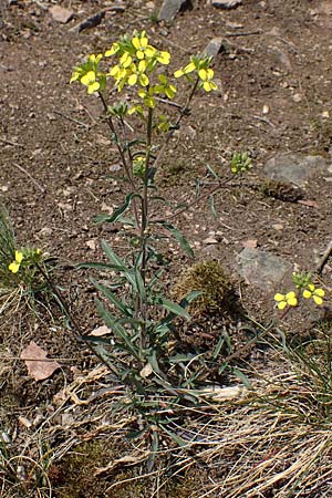 Erysimum crepidifolium \ Bleicher Schterich, Gnsesterbe / Hedge Mustard, D Bad Kreuznach, Ruine Rheingrafenstein 20.4.2021