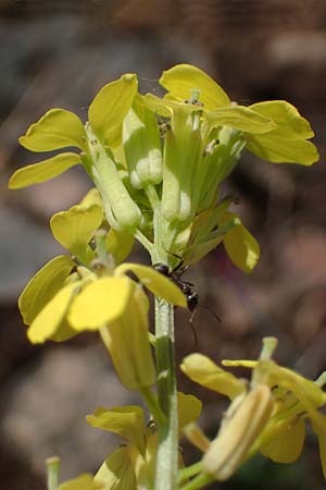 Erysimum crepidifolium \ Bleicher Schterich, Gnsesterbe / Hedge Mustard, D Bad Kreuznach, Ruine Rheingrafenstein 20.4.2021