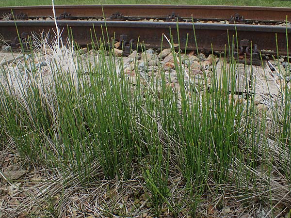 Equisetum ramosissimum, Ästiger Schachtelhalm