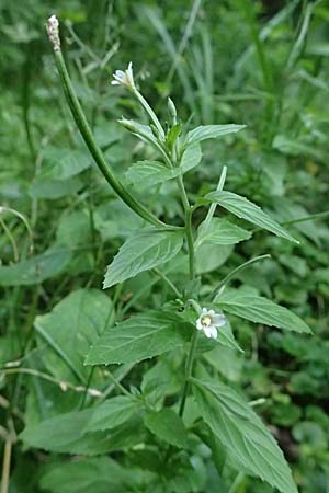 Epilobium roseum \ Rosenrotes Weidenrschen / Pale Willowherb, D Heidelberg 12.8.2023