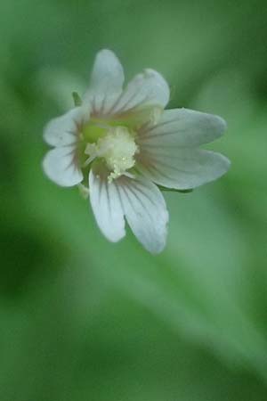 Epilobium roseum \ Rosenrotes Weidenrschen / Pale Willowherb, D Heidelberg 12.8.2023