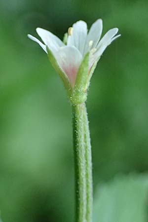 Epilobium roseum \ Rosenrotes Weidenrschen / Pale Willowherb, D Heidelberg 12.8.2023