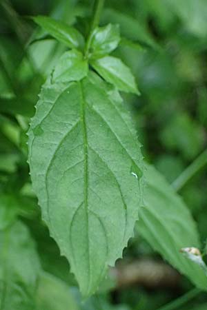 Epilobium roseum \ Rosenrotes Weidenrschen / Pale Willowherb, D Heidelberg 12.8.2023