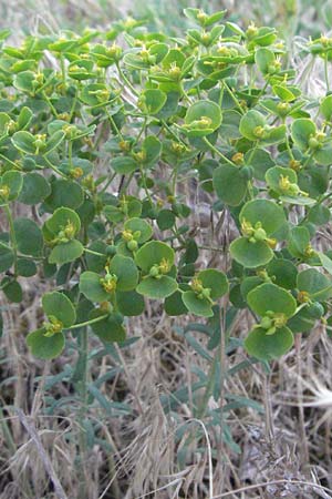 Euphorbia seguieriana \ Steppen-Wolfsmilch / Seguier's Spurge, D Sandhausen 19.6.2007