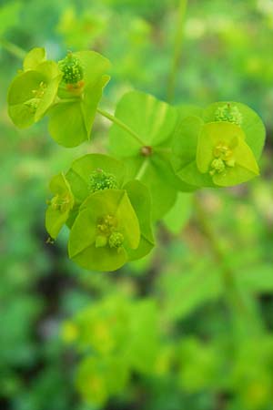 Euphorbia stricta \ Steife Wolfsmilch / Upright Spurge, D Efringen-Kirchen 25.6.2010