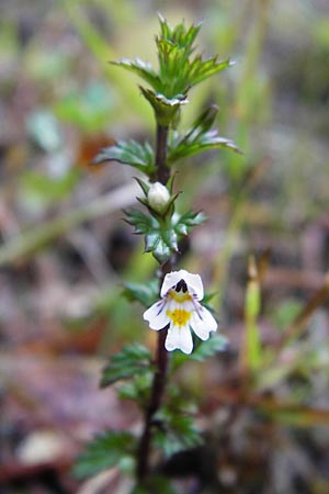Euphrasia stricta \ Steifer Augentrost / Drug Eyebright, D Odenwald, Unterflockenbach 27.6.2015
