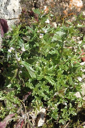 Euphrasia salisburgensis \ Salzburger Augentrost / Irish Eyebright, D Pfronten 28.6.2016