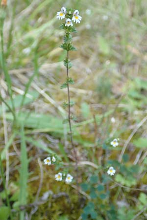 Euphrasia stricta \ Steifer Augentrost / Drug Eyebright, D Odenwald, Michelstadt 10.9.2016